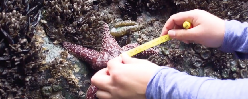 measuring sea star