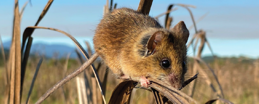 A salt marsh harvest mouse perched on alkali bulrush in Marin County. Credit: Katherine Smith