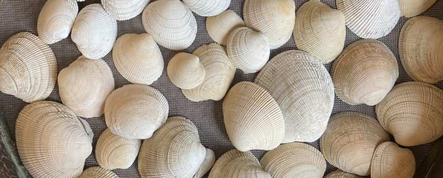 Pacific littleneck clam.