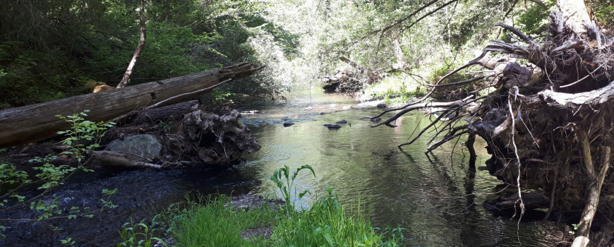 Creek shot.