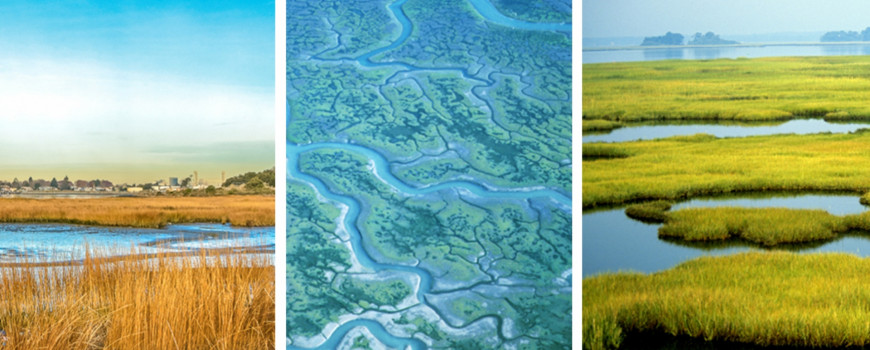 wetlands of various types in california