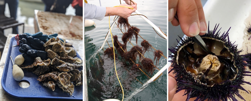 oysters, seaweed, and urchins.