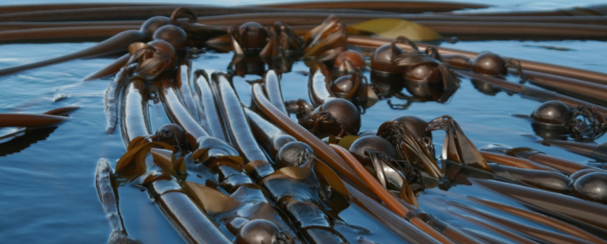 Bull kelp floating on top of water