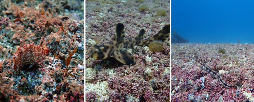 collage of three images showing species that live on rhodolith beds