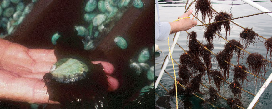 Abalone seeds and culturing red algae - aquaculture