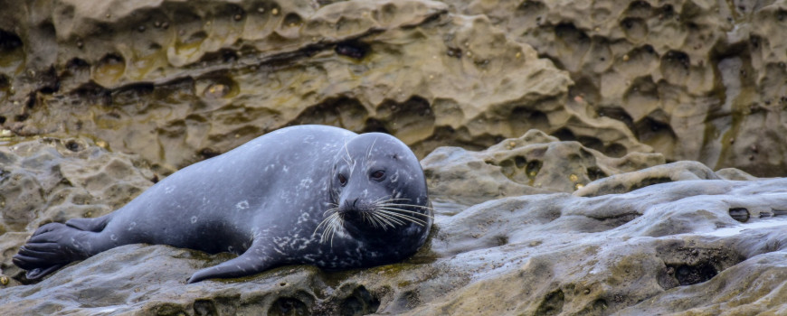 Harbor seal laying on rocks