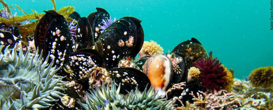 mussels underwater