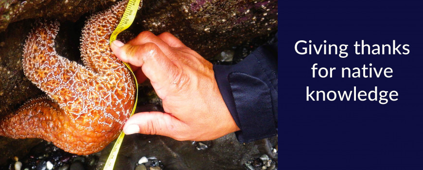 Jaytuk Steinruck, a member of the Tolowa Dee-ni' Nation, measures seastars during intertidal fieldwork at the Pyramid Point MPA in Del Norte County