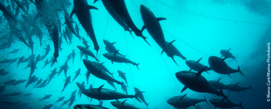 Inside a bluefin tuna cage. Tuna are transferred from a fishing net to holding cages at a tuna farm. © Marco Carè/Marine Photobank