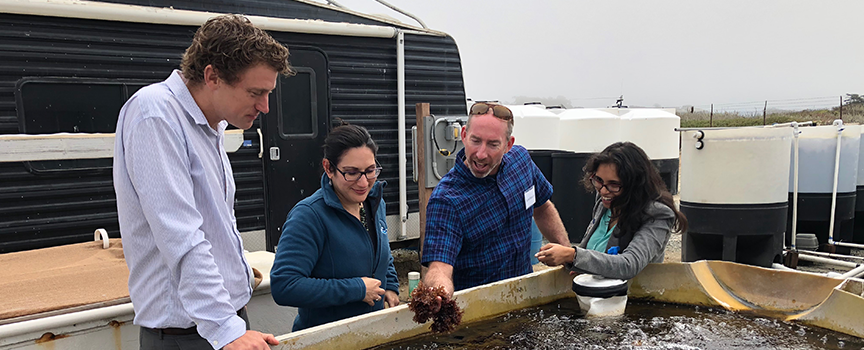 California Sea Grant Extension Specialist Luke Gardner, Extension Director Lisa Schiavinato, Moss Landing Marine Laboratories professor Scott Hamilton, and UC Davis doctoral student Priya Shukla assess tank-grown red ogo seaweed at Moss Landing Marine Laboratories in Moss Landing, CA.