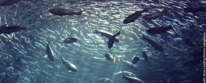 farmed fish swim in tank