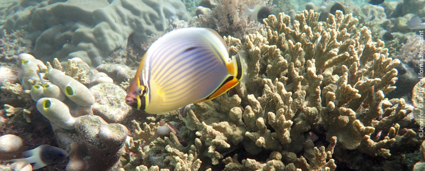 fish at an MPA in tanzania