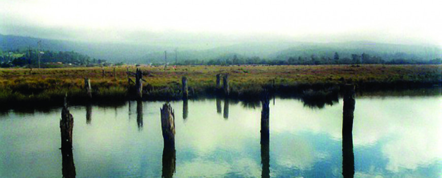 humboldt bay in the fog