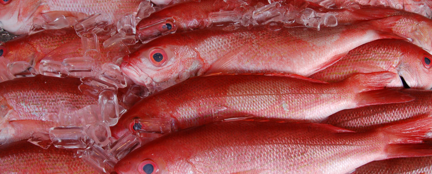 Red Snapper fish on ice