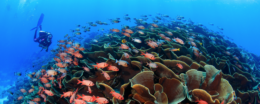 reef fish and diver