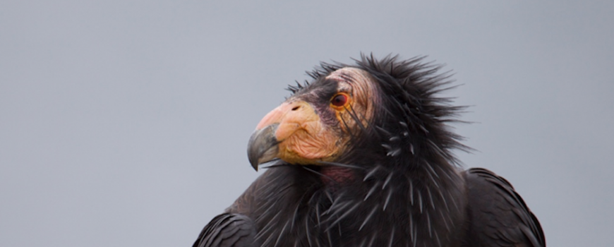 California condor in Big Sur, CA. Photo credit: Christopher Tubbs