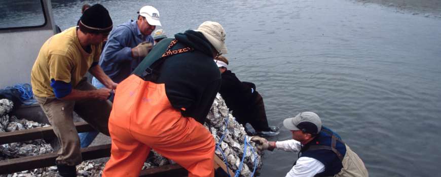 tomales bay oyster company