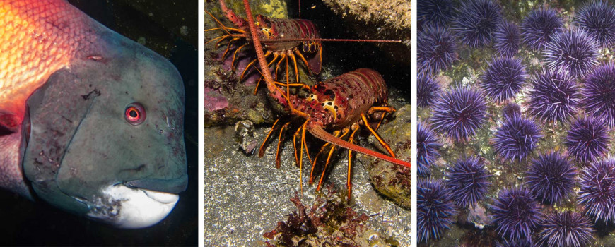 (Left to right) Male California sheephead, spiny lobsters, and purple urchins. Photo credit: Ed Bierman