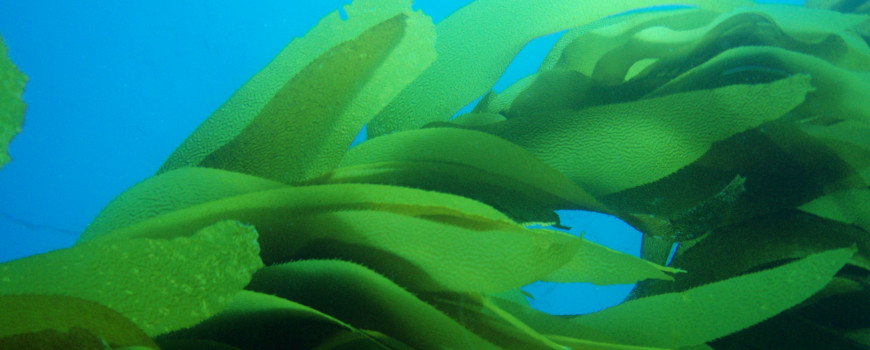 unerwater close up of some kelp