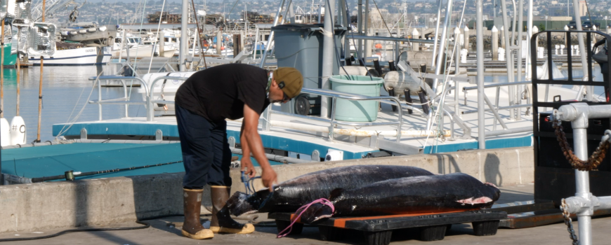 fishing, san diego harbor