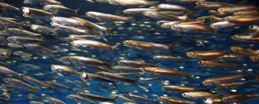 anchovies at the monterey aquarium. photo by allie caulfield