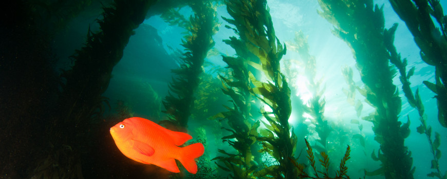 A garibaldi swims through a California Marine Protected Area. Credit: NOAA