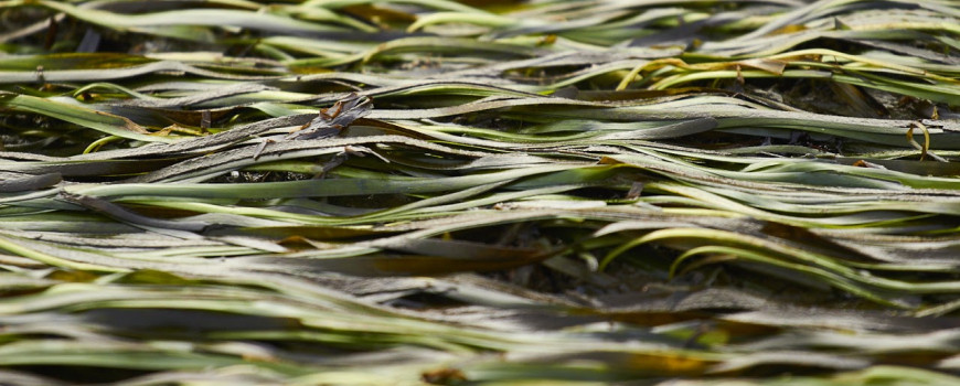 Shot of eelgrass.