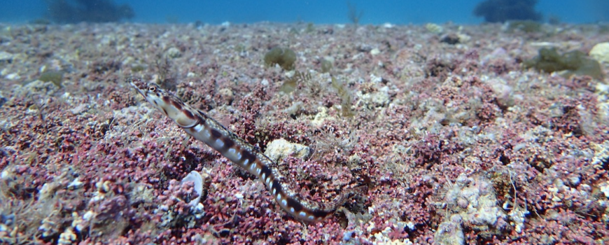 pike blenny fish nestles into a bed of rhodoliths