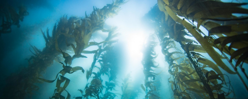 Kelp forests off the coast of California may provide refuge from the impacts of climate change.