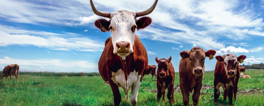 Cows in grass field.