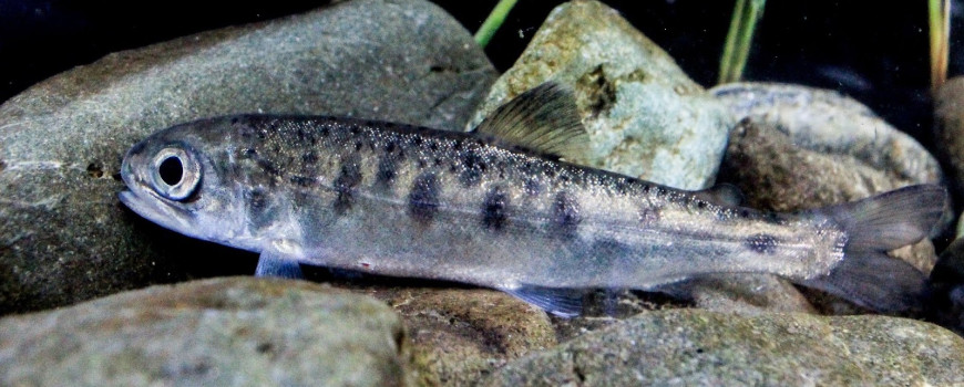 A juvenile California coho salmon.
