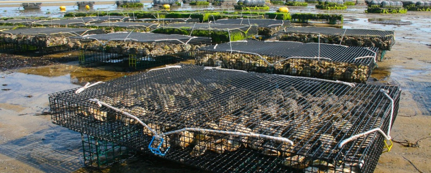 Shellfish aquaculture cages on beach