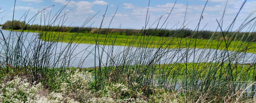 Managed wetlands in the Yolo Bypass are of particular interest because they are an important source of methylmercury to the Delta. Credit: Stefanie Helmrich