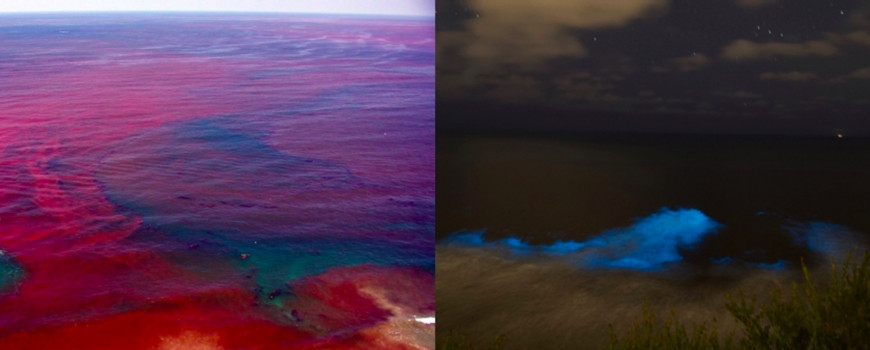 Izquierda: una marea roja durante el día. Derecha: una marea roja bioluminiscente durante la noche. 