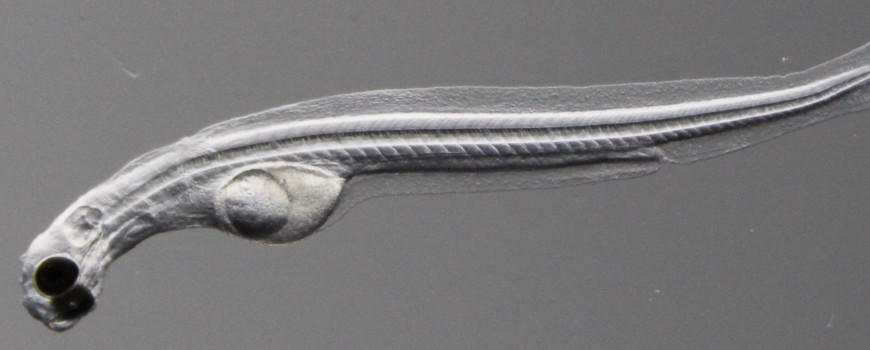 Longfin smelt yolk-sac larvae immediately after hatch.