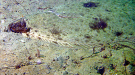 Pacific halibut camouflaged against sandy substrate