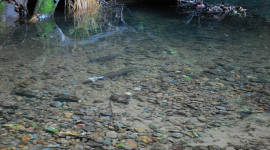 a large Coho hen (female) whose tail has been worn white from digging the large redd that surrounds her. Above her is a smaller jack (2 yr. old male) eagerly waiting to fertilize her eggs.