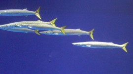 Four California barracuda swimming.