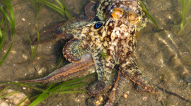 two-spot octopus amongst eel grass and substrate