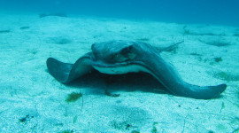 bat ray on substrate