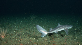 Pacific spiny dogfish swimming along ocean floor
