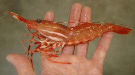 Spot Prawn held in a person's hand