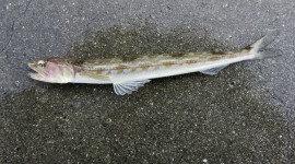 California lizardfish