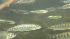 Chinook Salmon (CDFW image)