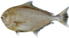 Brilliant Pomfret