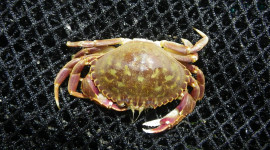Graceful rock crab