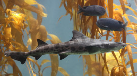 Leopard Shark in kelp forest
