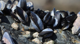 Mediterranean mussels on rock
