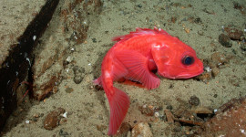 thornyhead rockfish on substrate 