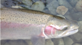 Wild steelhead, staying wet and healthy for a photograph.